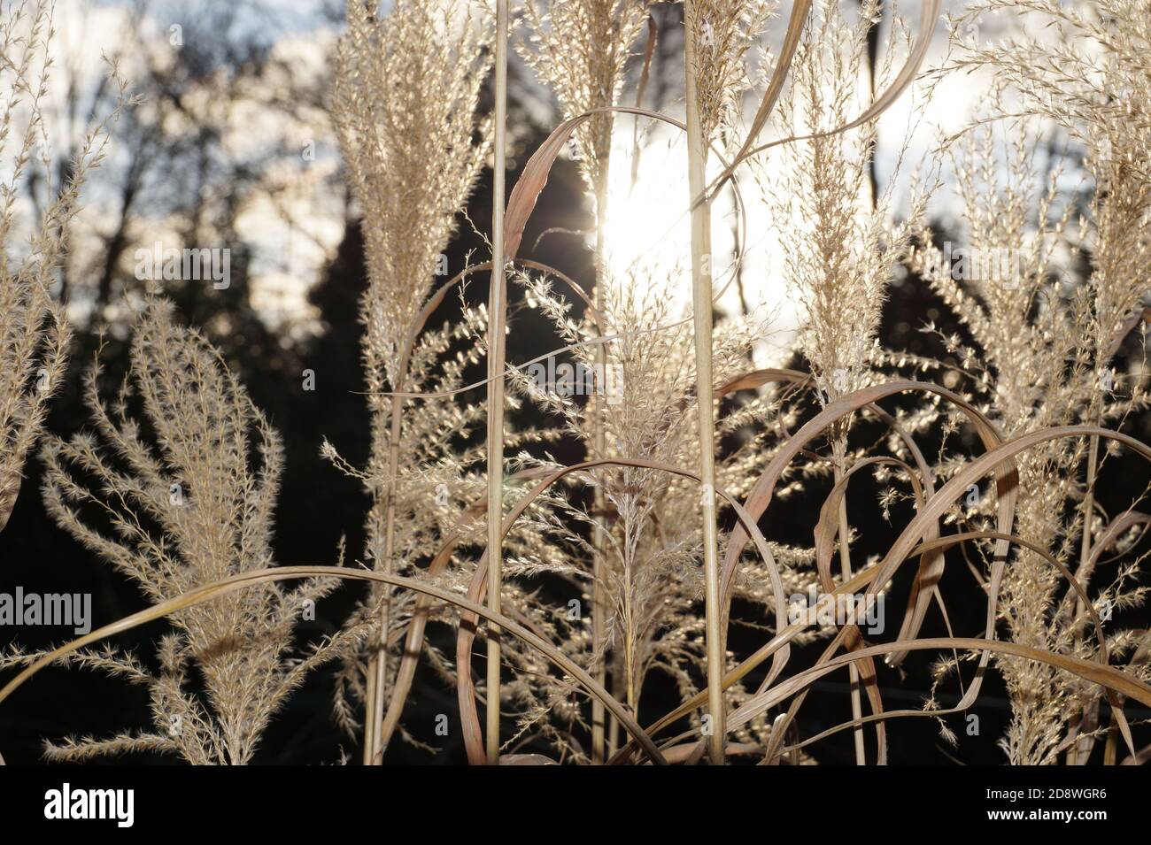A variety of Zebra grass during flowering. Miscanthus sinensis, the maiden silvergrass, is a species of flowering plant in the grass family Poaceae, n Stock Photo