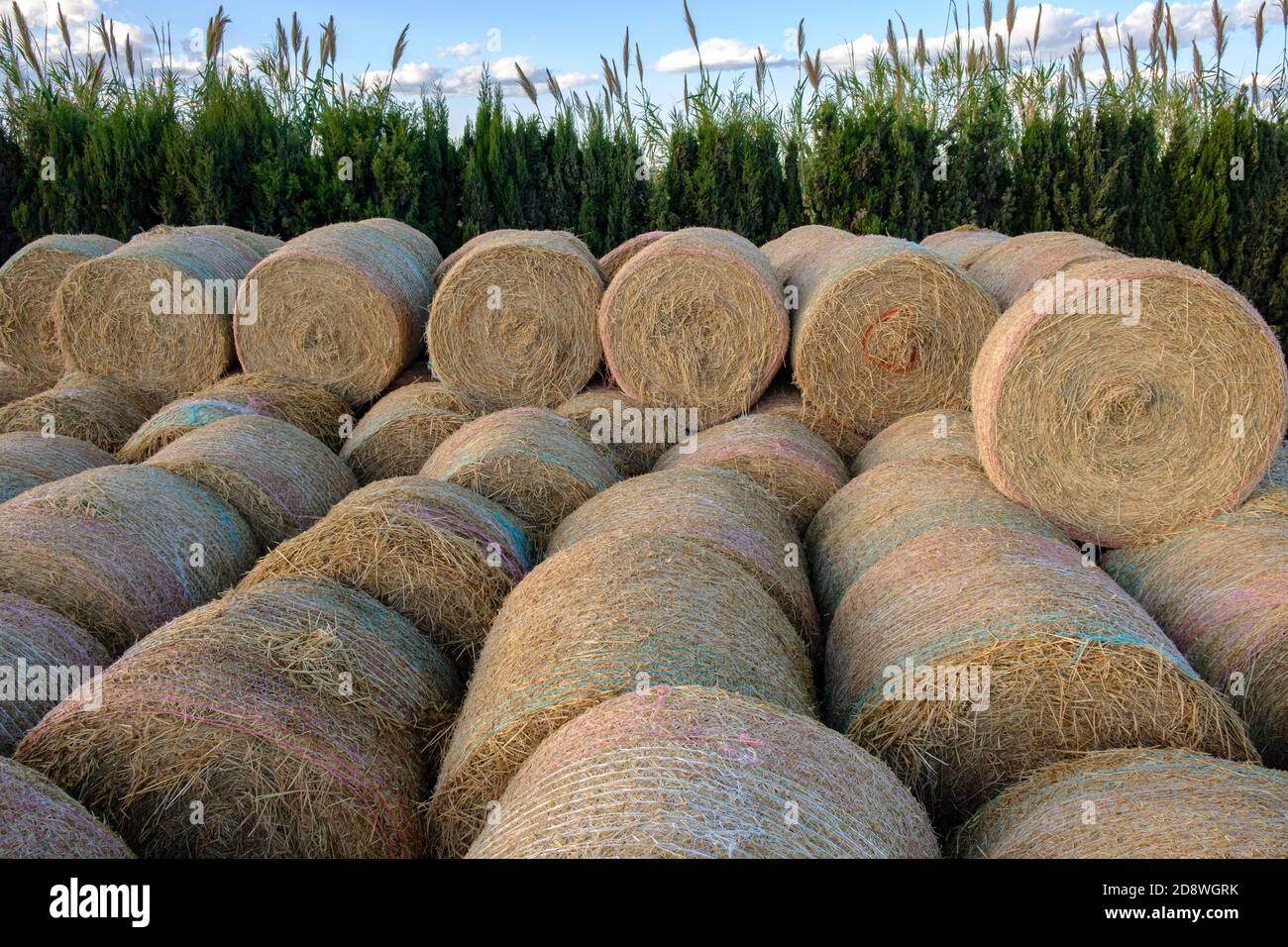 stacked cylindrical straw bales stored in the field Stock Photo - Alamy
