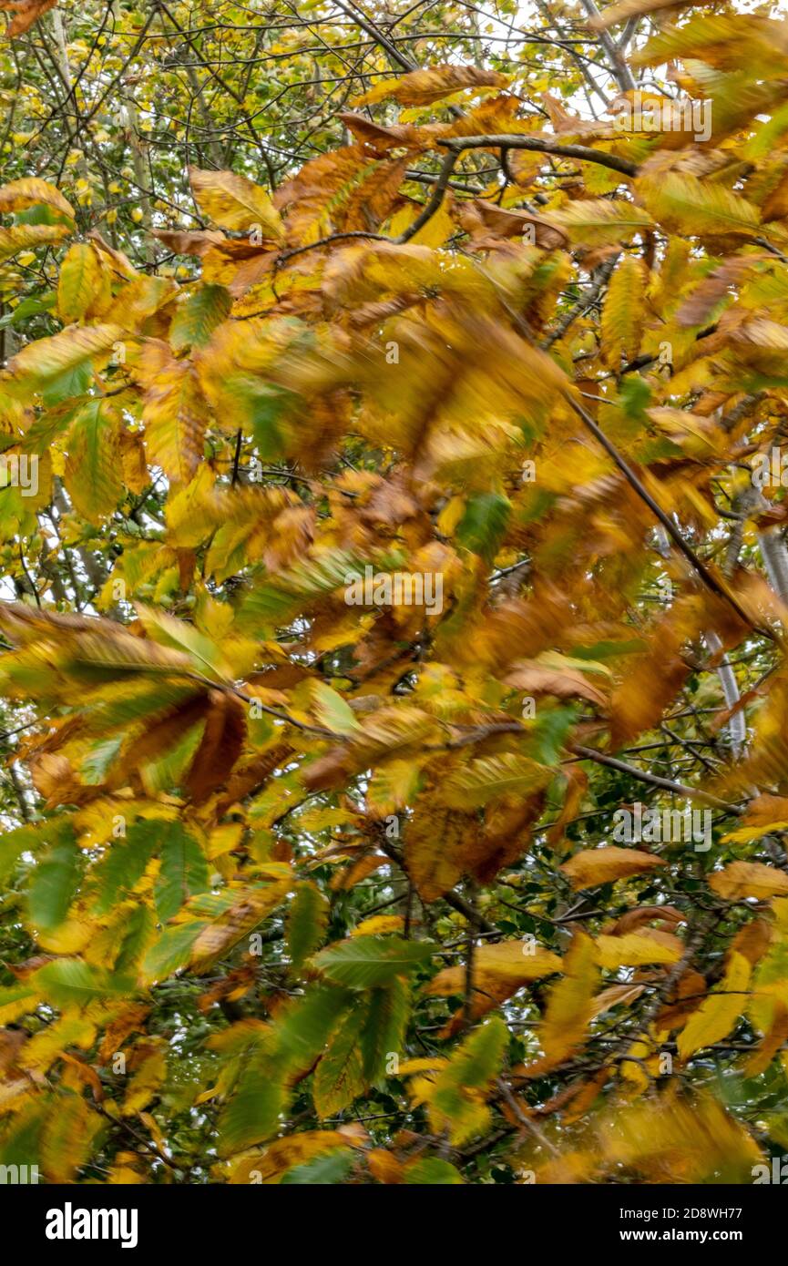 brightly coloured autumn leaves blowing in the wind on a seasonal day