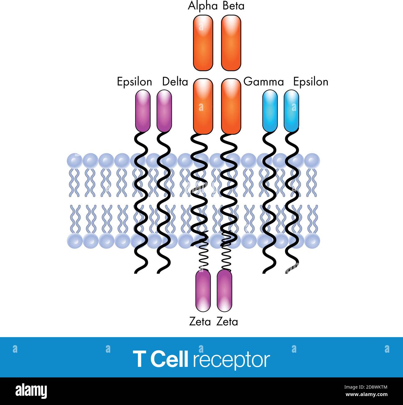 T cell receptor vector design illustration with the plasma membrane in the background. Stock Vector