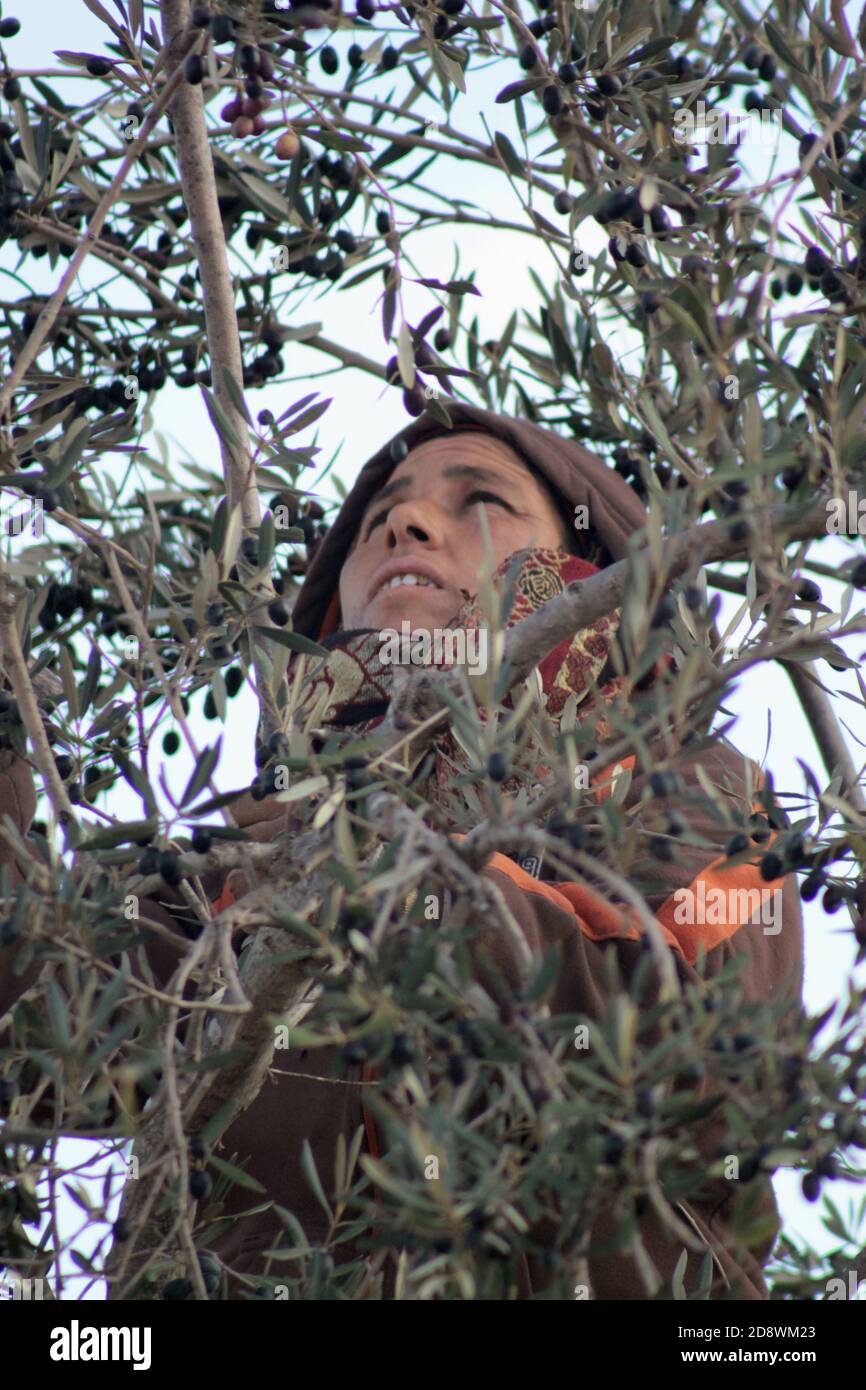 A Tunisian woman climbed into the olive tree to harvest the olives Stock Photo