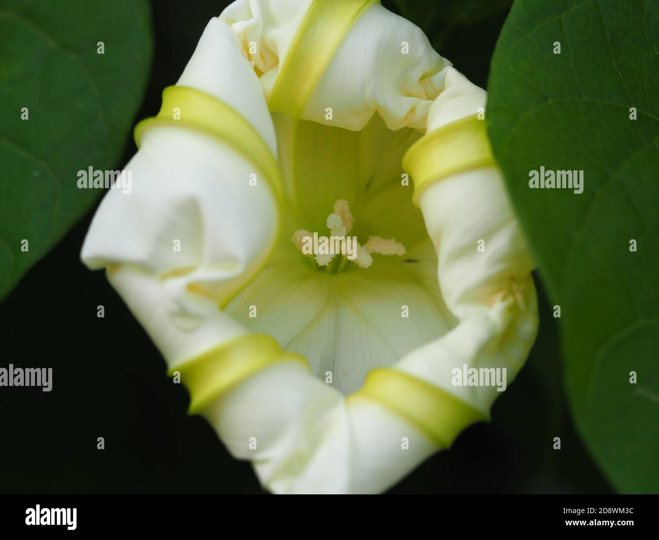 White Moon Flower in Bloom Stock Photo