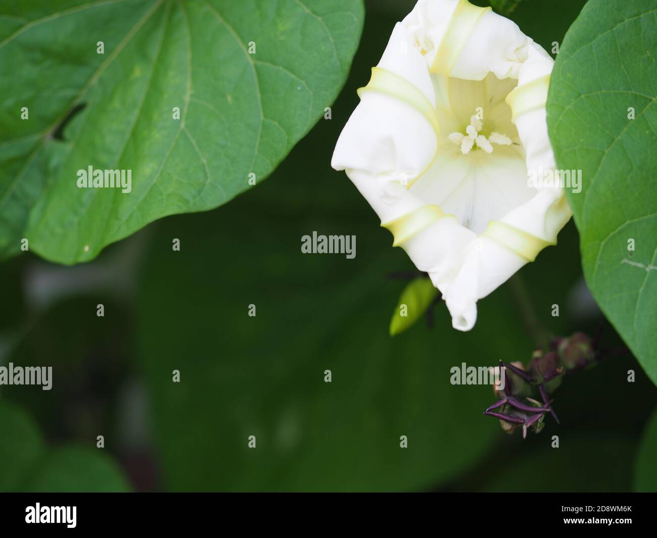 White Moon Flower in Bloom Stock Photo