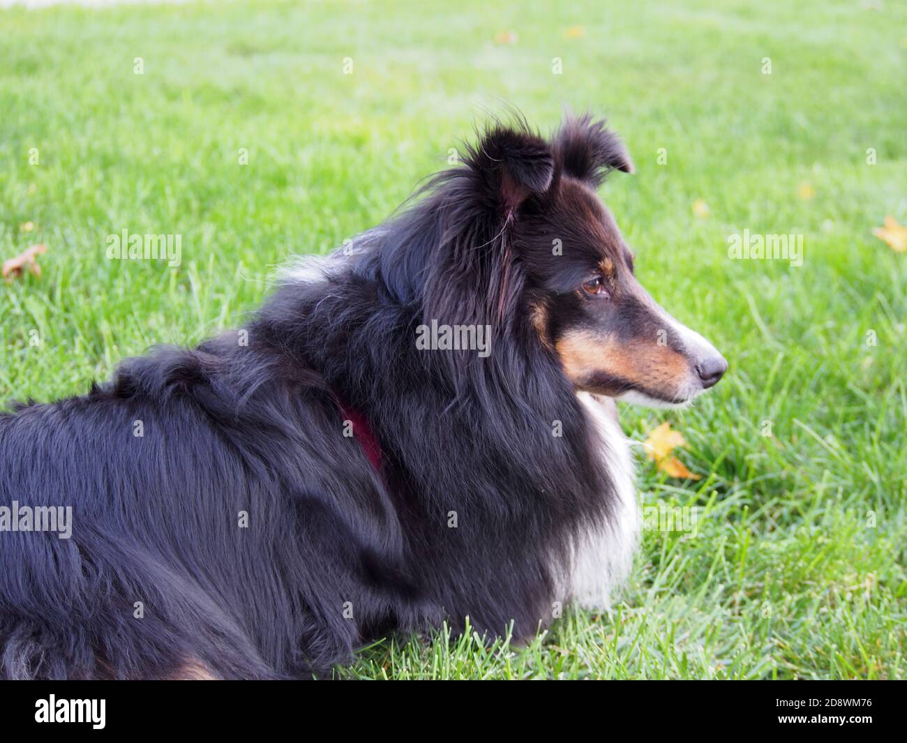 Tri Colored Shetland Sheepdog Laying in Green Grass Stock Photo - Alamy