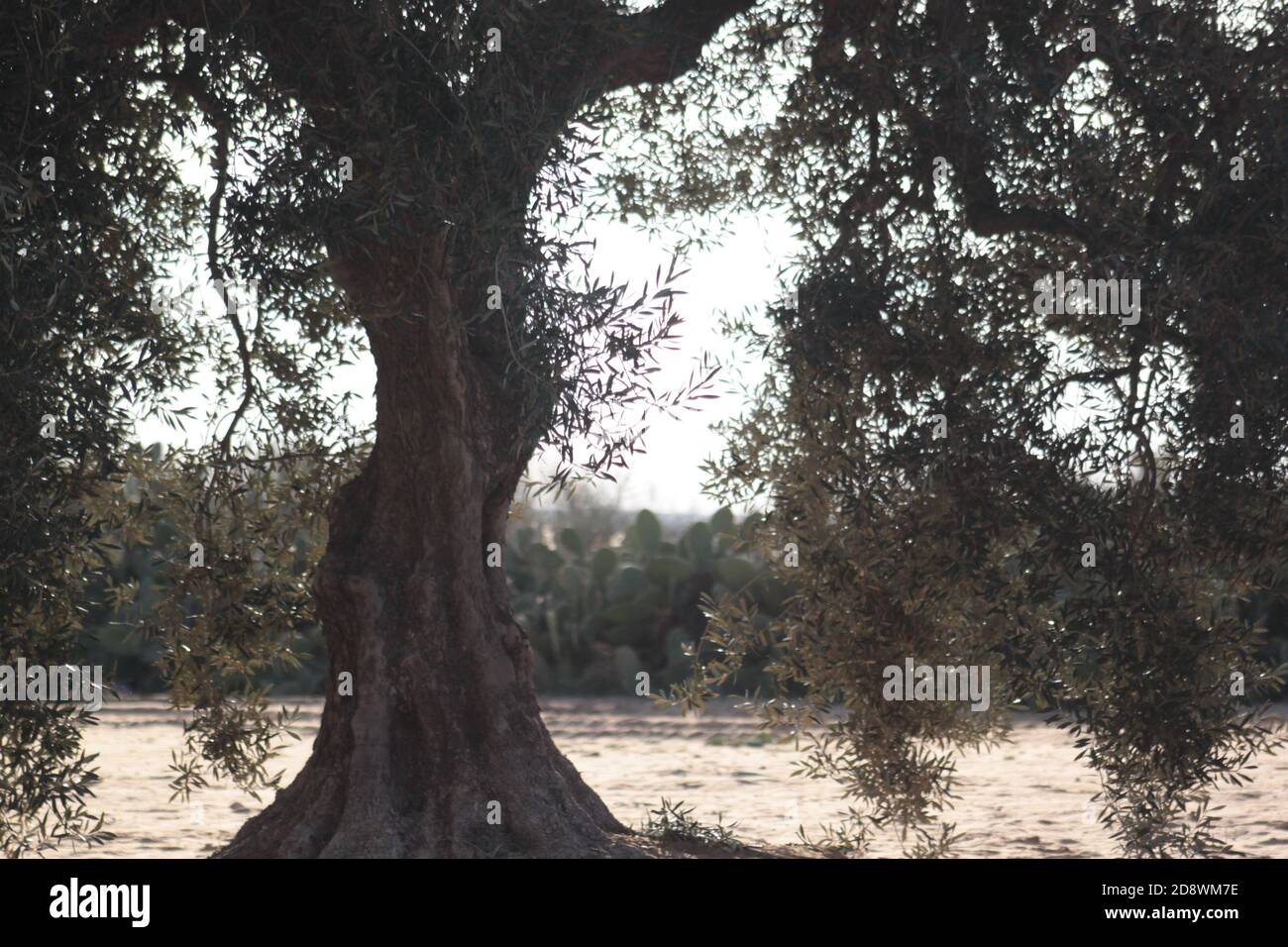 Oliv trees in a field. Tunisia Stock Photo