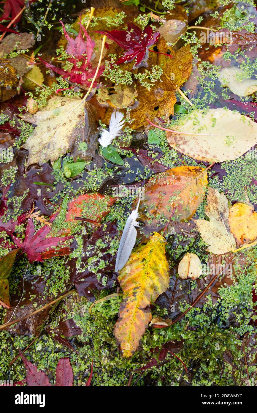 autumn leaves feathers and duck weed in garden pond - UK Stock Photo