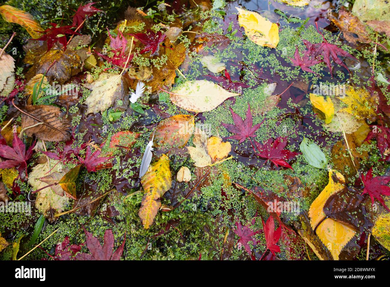 autumn leaves feathers and duck weed in garden pond - UK Stock Photo