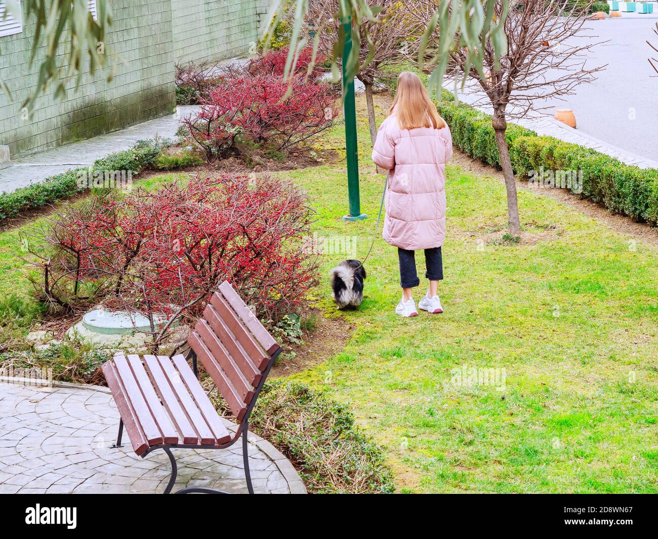 Girl walks a small dog on a lawn with green grass and red bushes Stock ...