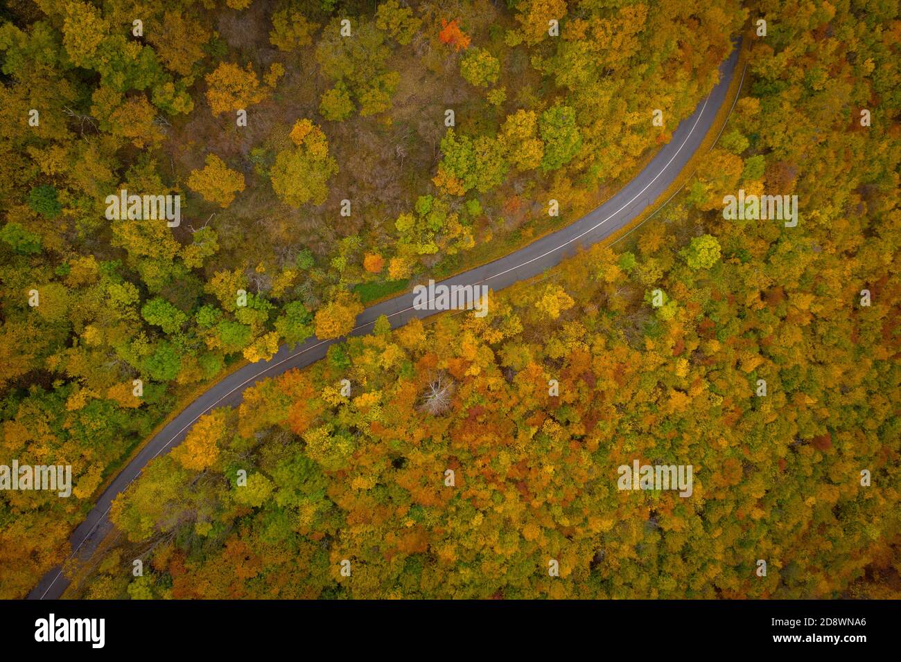 Visegrad, Hungary - Aerial view of curvy road going through the forest, autumn mood, warm autumn colors. Green, red yellow and orange colored trees. Stock Photo