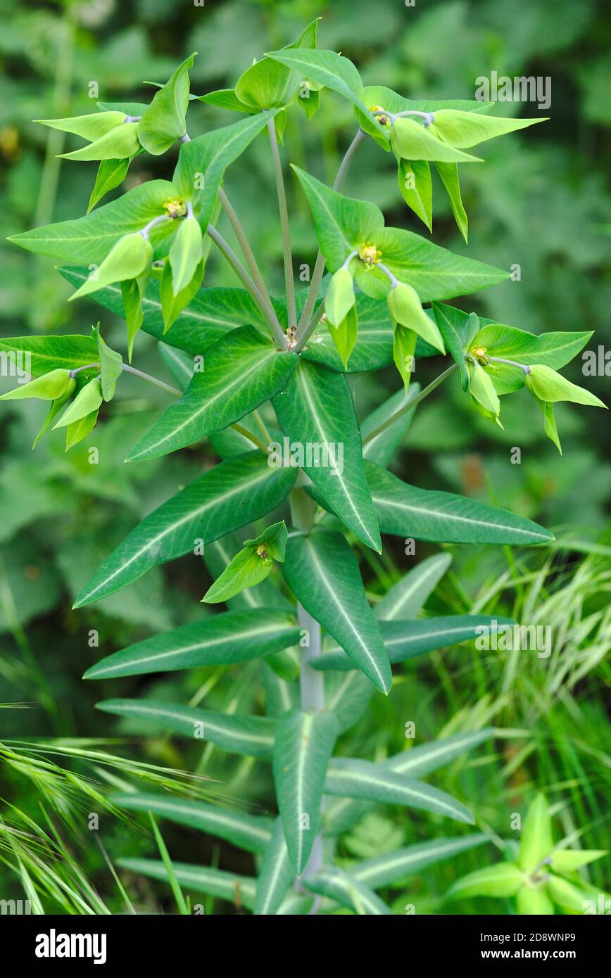 Green spurge foot (Euphorbiaceae) Stock Photo
