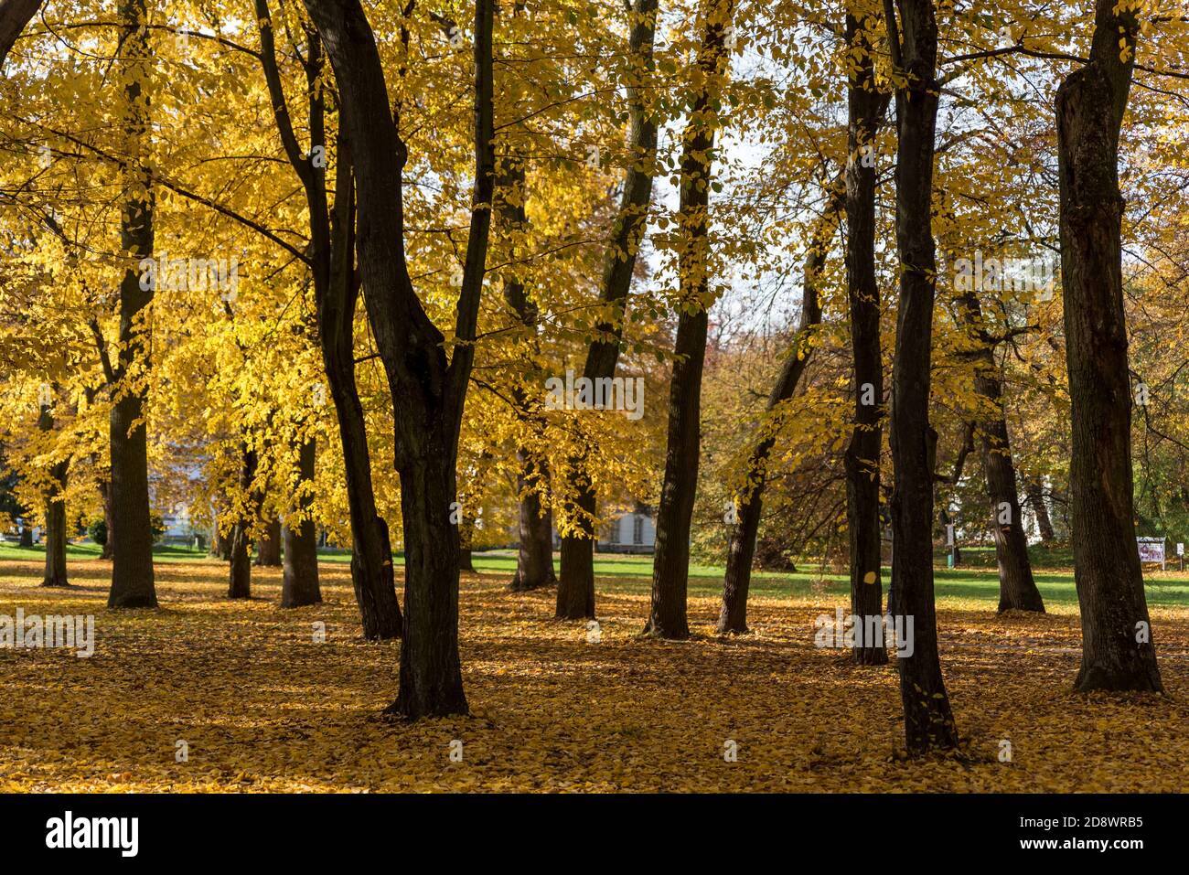 Autumn in the park, yellow leaves. Sunny day. Golden autumn in the forest. Leaves falling from tree branches. Stock Photo