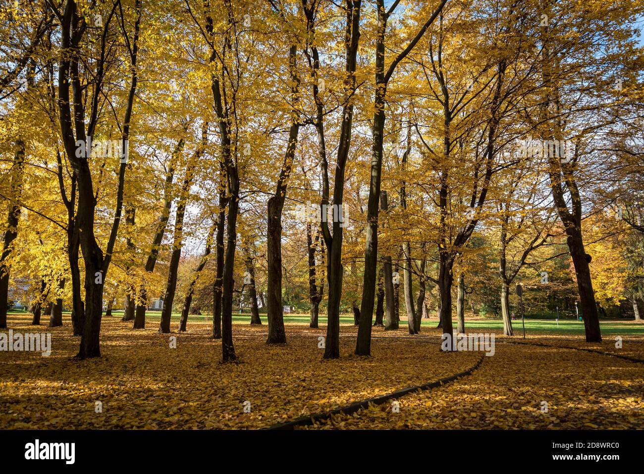 Autumn in the park, yellow leaves. Sunny day. Golden autumn in the forest. Leaves falling from tree branches. Stock Photo
