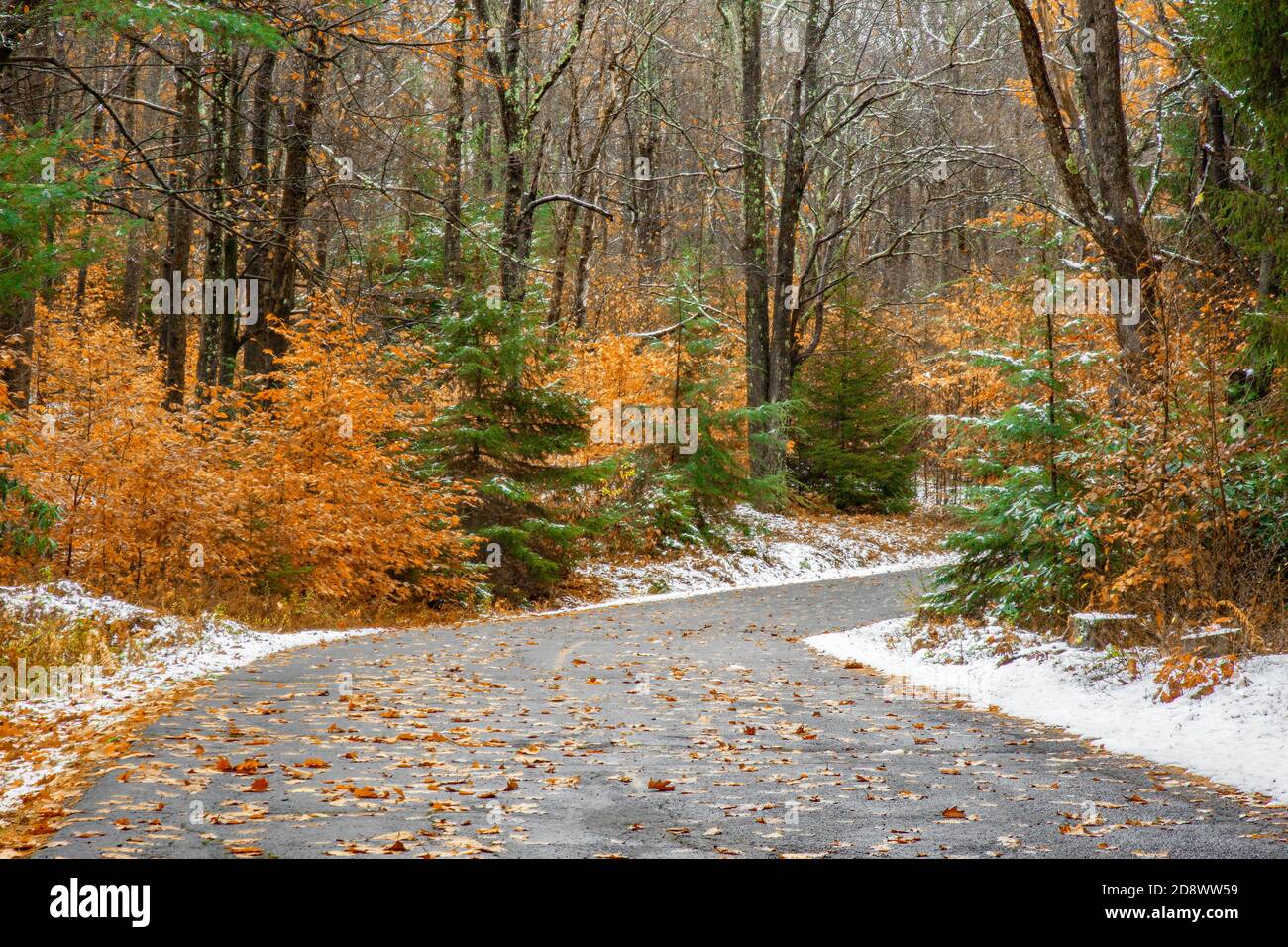 Early Snow Fall on a Rural Road in Pennsylvania’s Pocono Mountains Stock Photo