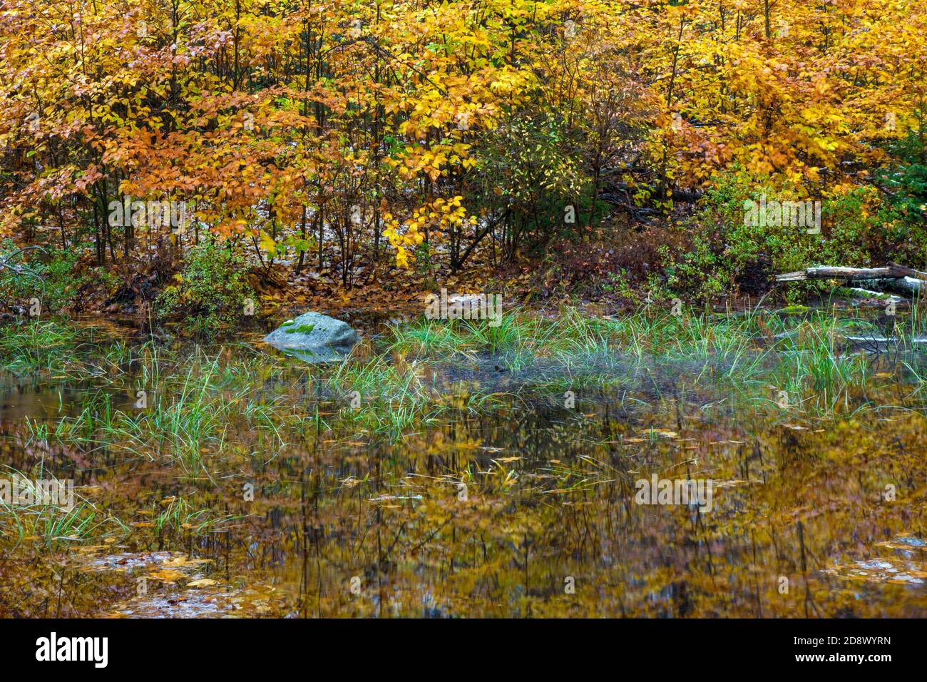 Autumnal Forest Rain Pool at Promised Land State Park, Pennsylvania Stock Photo