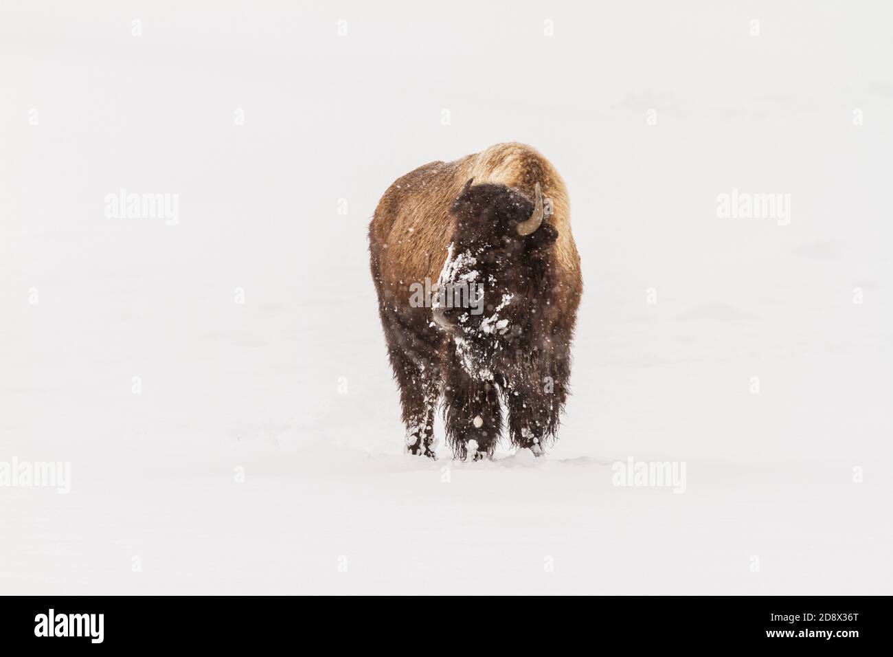 An American bison in a snowstorm in Yellowstone National Park, Wyoming, USA. Stock Photo
