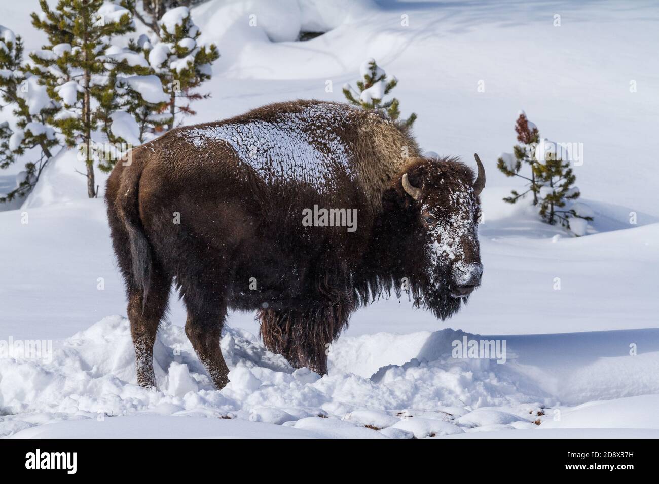 An American bison in the snow in Yellowstone National Park, Wyoming, USA. Stock Photo