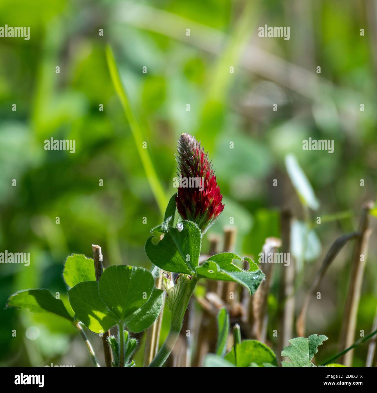 Crimson Clover (Trifolium incarnatum) under planted in organic crop. Stock Photo