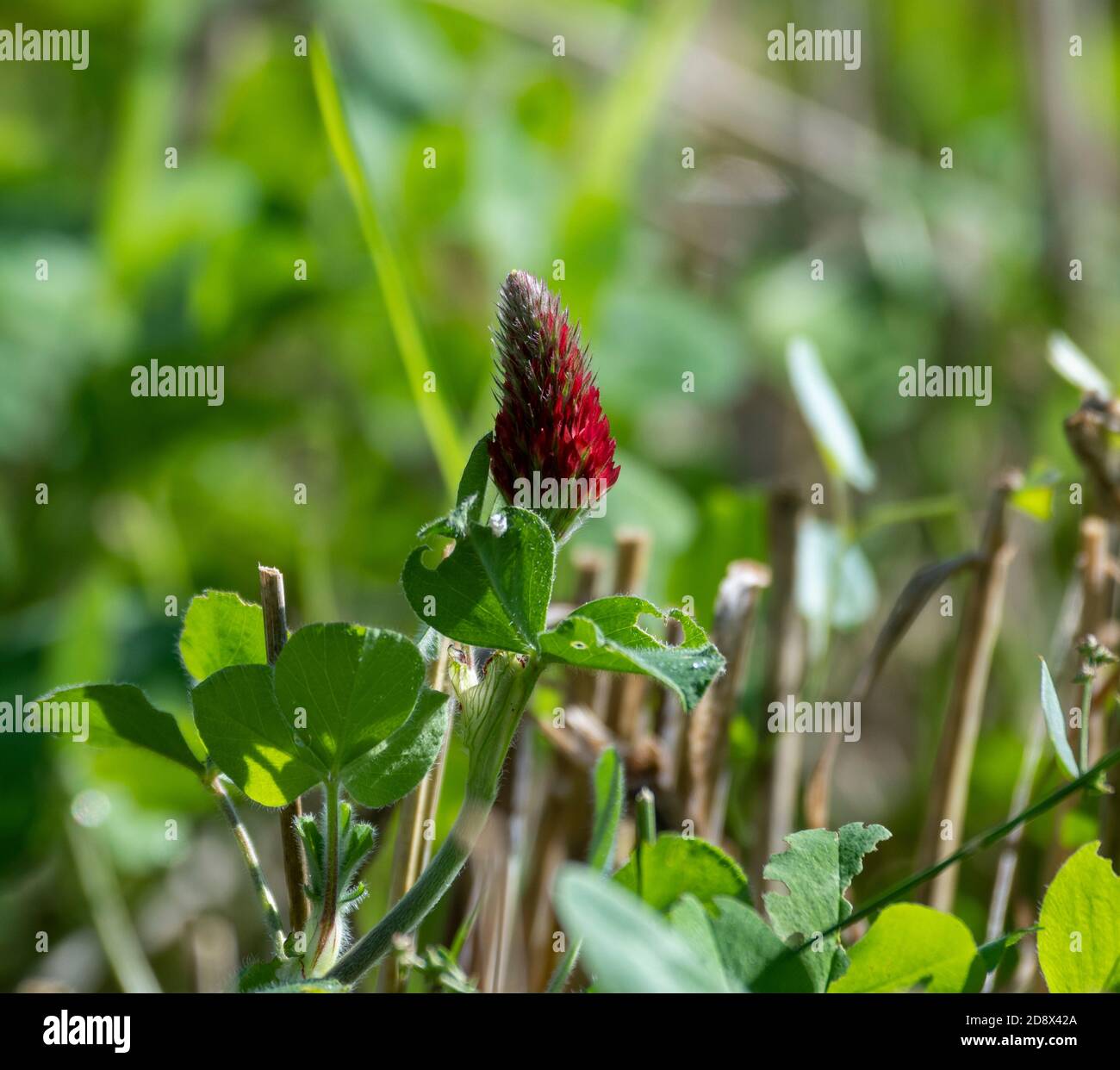 Crimson Clover (Trifolium incarnatum) under planted in organic crop. Stock Photo