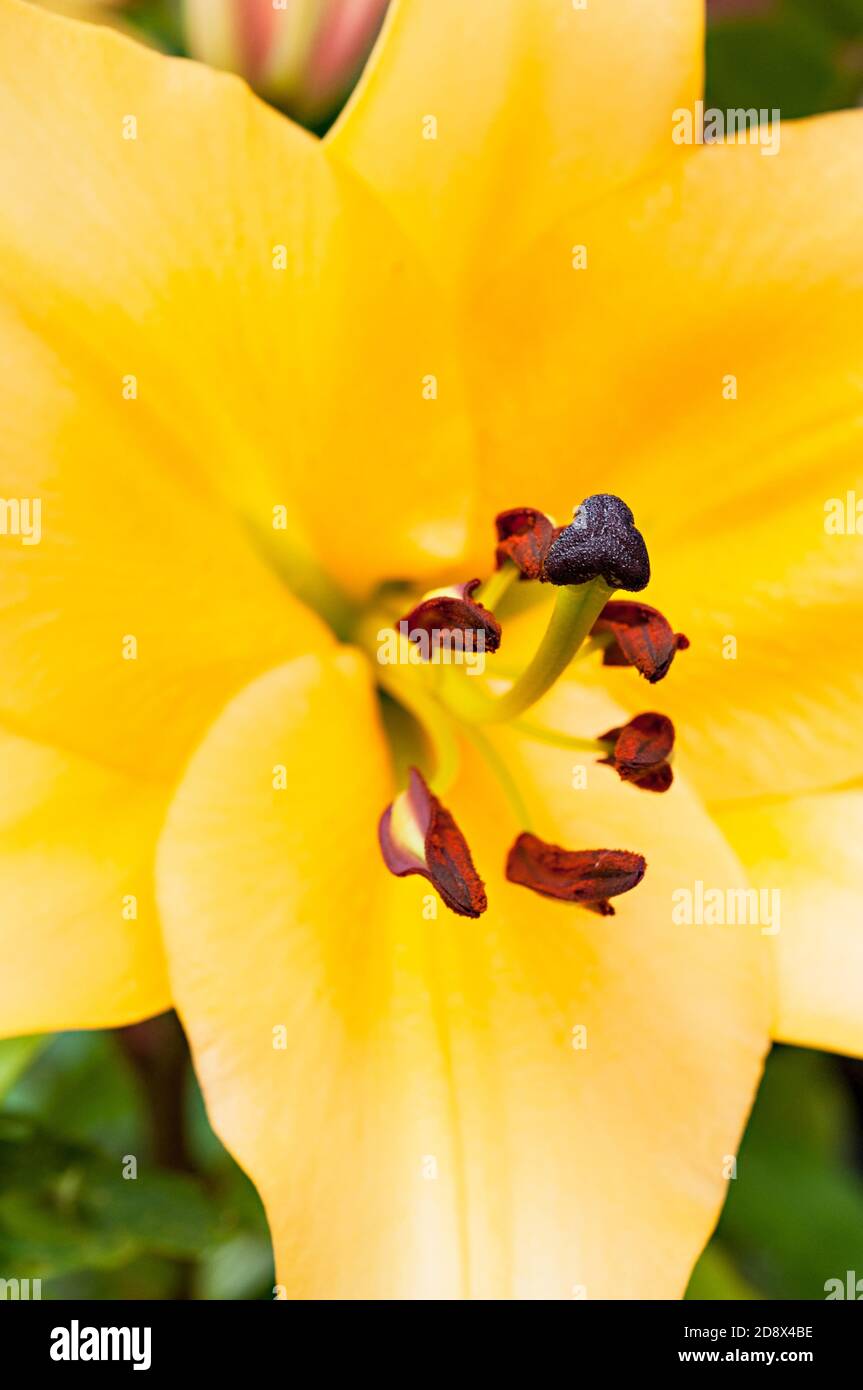 Close up of a bright yellow Asiatic lily showing Stigma detail and Stamens  A 1a) sub-division lily with upward-facing flowers Stock Photo