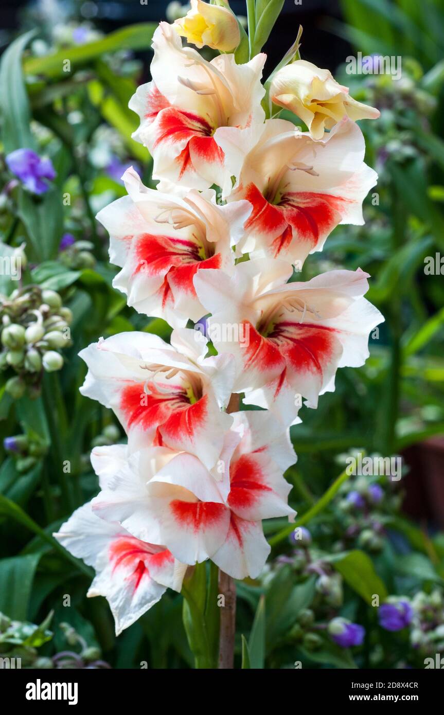 Gladioli flower spike of Mary Housley showing red and white flowers with breaking buds set against a background of green leaves. Stock Photo