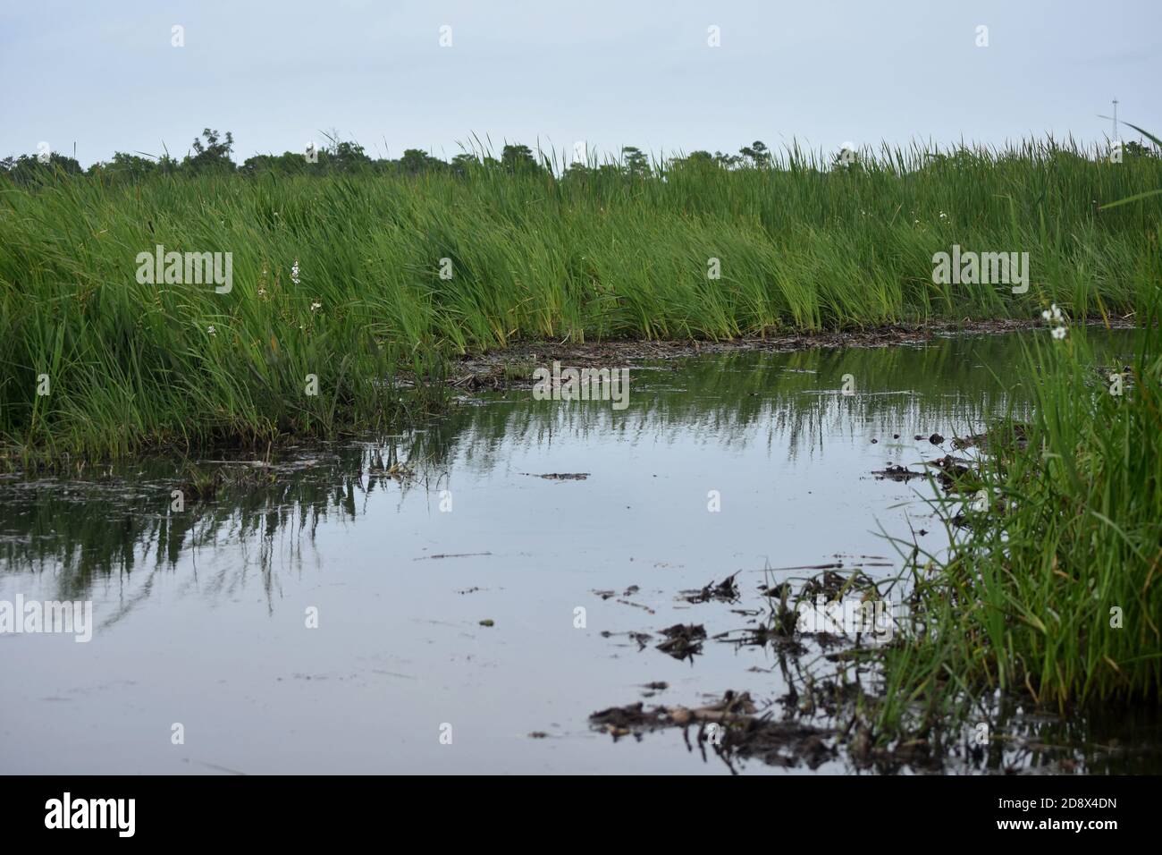 Swamp grass growing out of the wetlands in the bayou Stock Photo Alamy