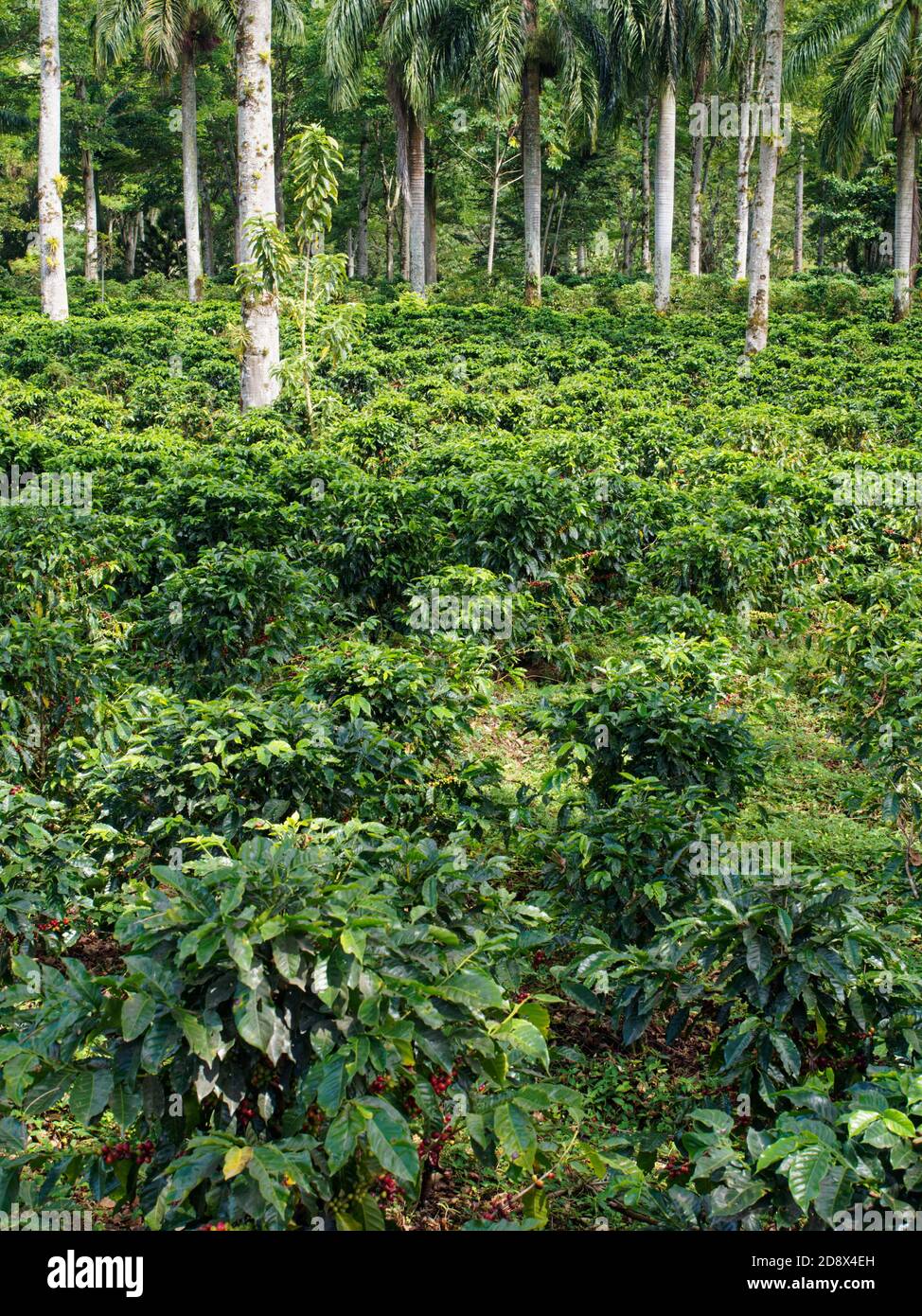 Costa Rica Coffea plantations. Coffea is a genus of flowering plants in the family Rubiaceae. Coffea species are shrubs or small trees native to tropi Stock Photo