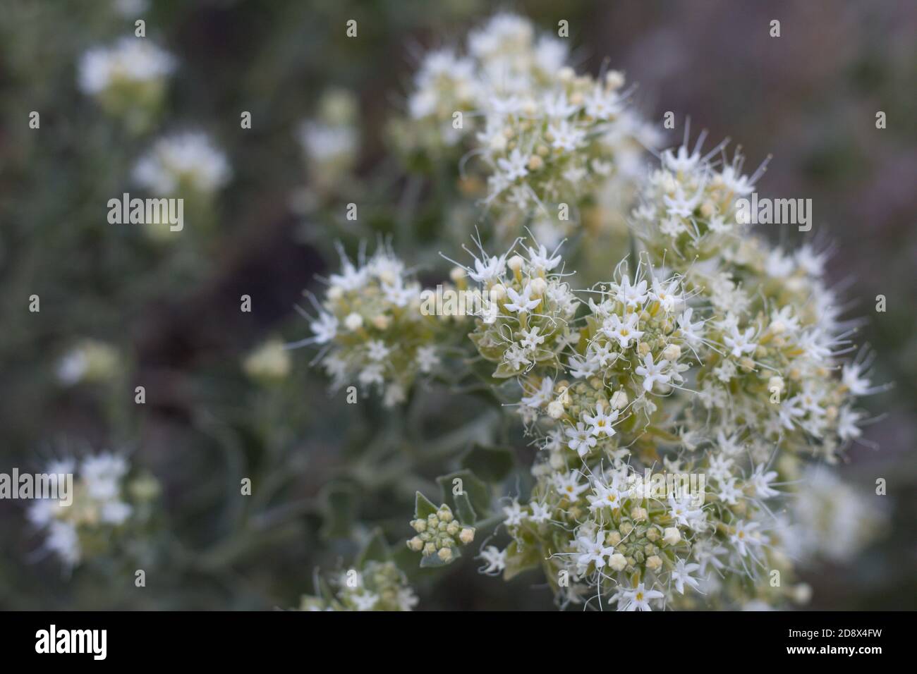 Shinyleaf sandpaper plant hires stock photography and images Alamy