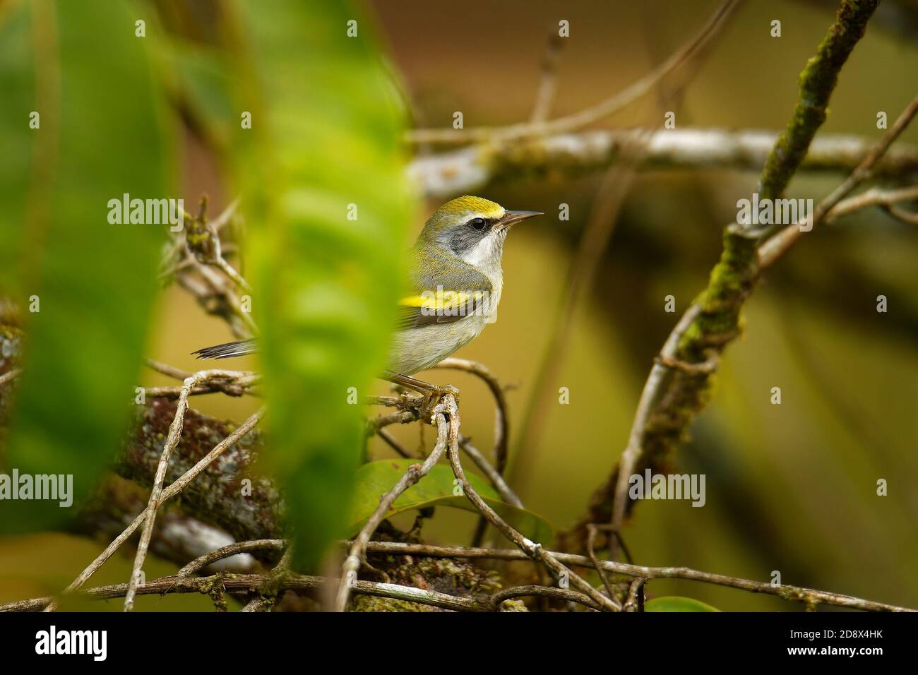 Golden-winged warbler (Vermivora chrysoptera) New World warbler, small bird breeds in southern Canada and in the Appalachian Mountains in northeastern Stock Photo