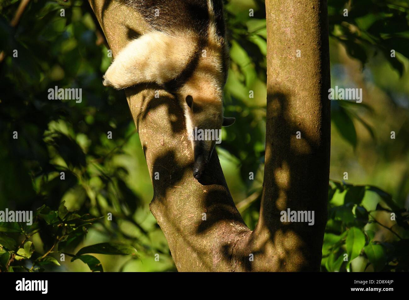 Northern Tamandua - Tamandua mexicana species of anteater, tropical and subtropical forests from southern Mexico, Central America to the edge of the n Stock Photo