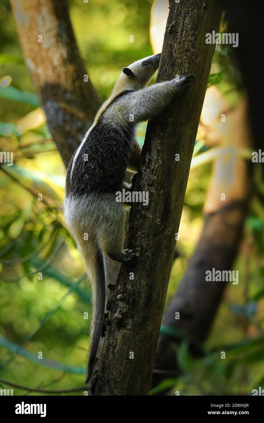 Northern Tamandua - Tamandua mexicana species of anteater, tropical and subtropical forests from southern Mexico, Central America to the edge of the n Stock Photo