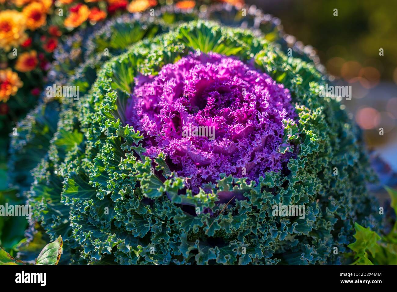 Acadia National Park Stock Photo Alamy