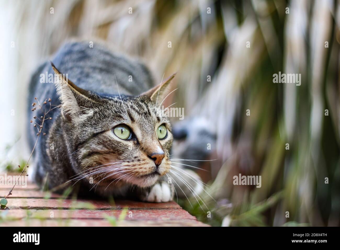 Cat laying in stalking position Stock Photo