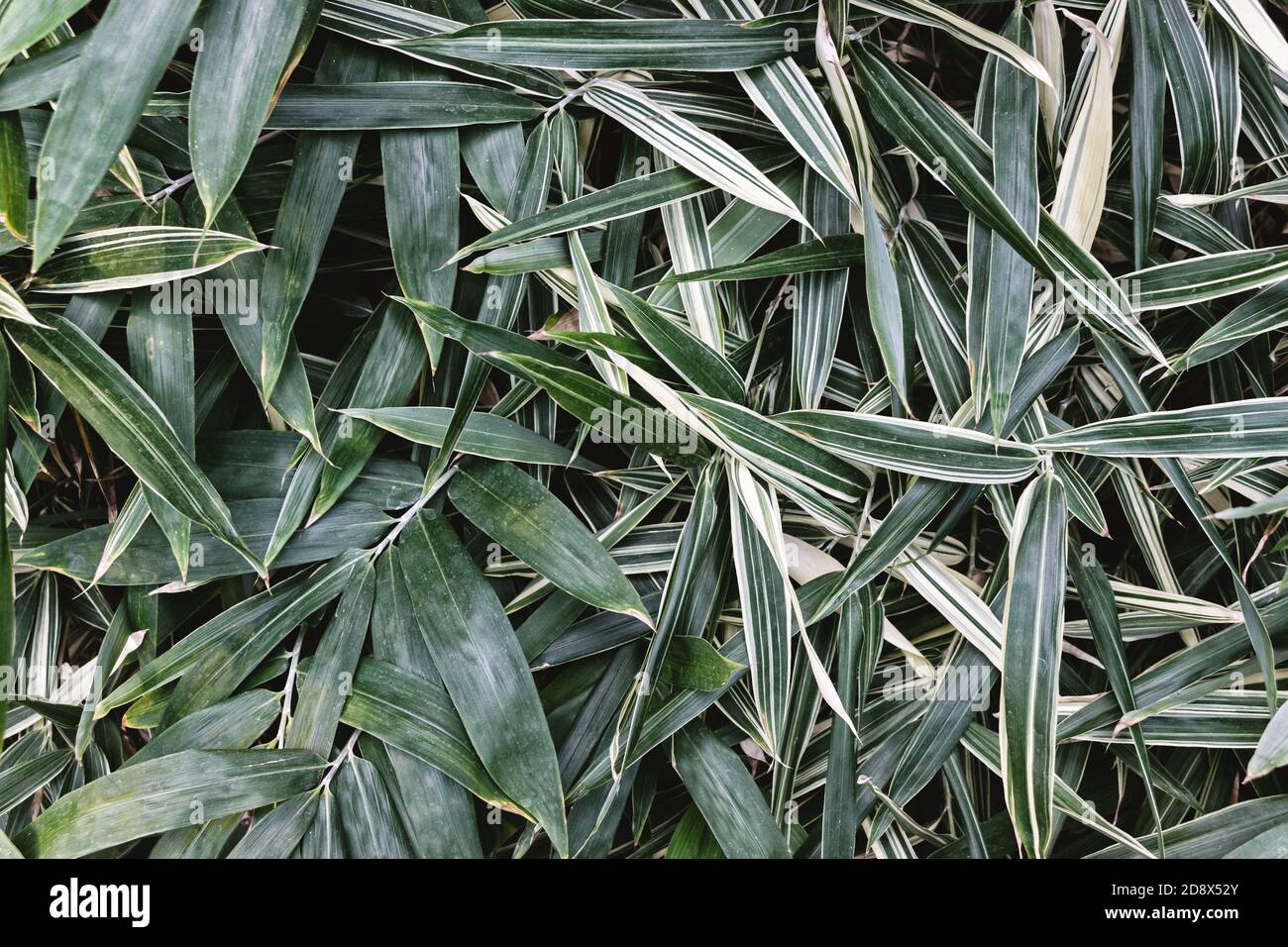 close up of sasa palmata bamboo leaves in garden Stock Photo