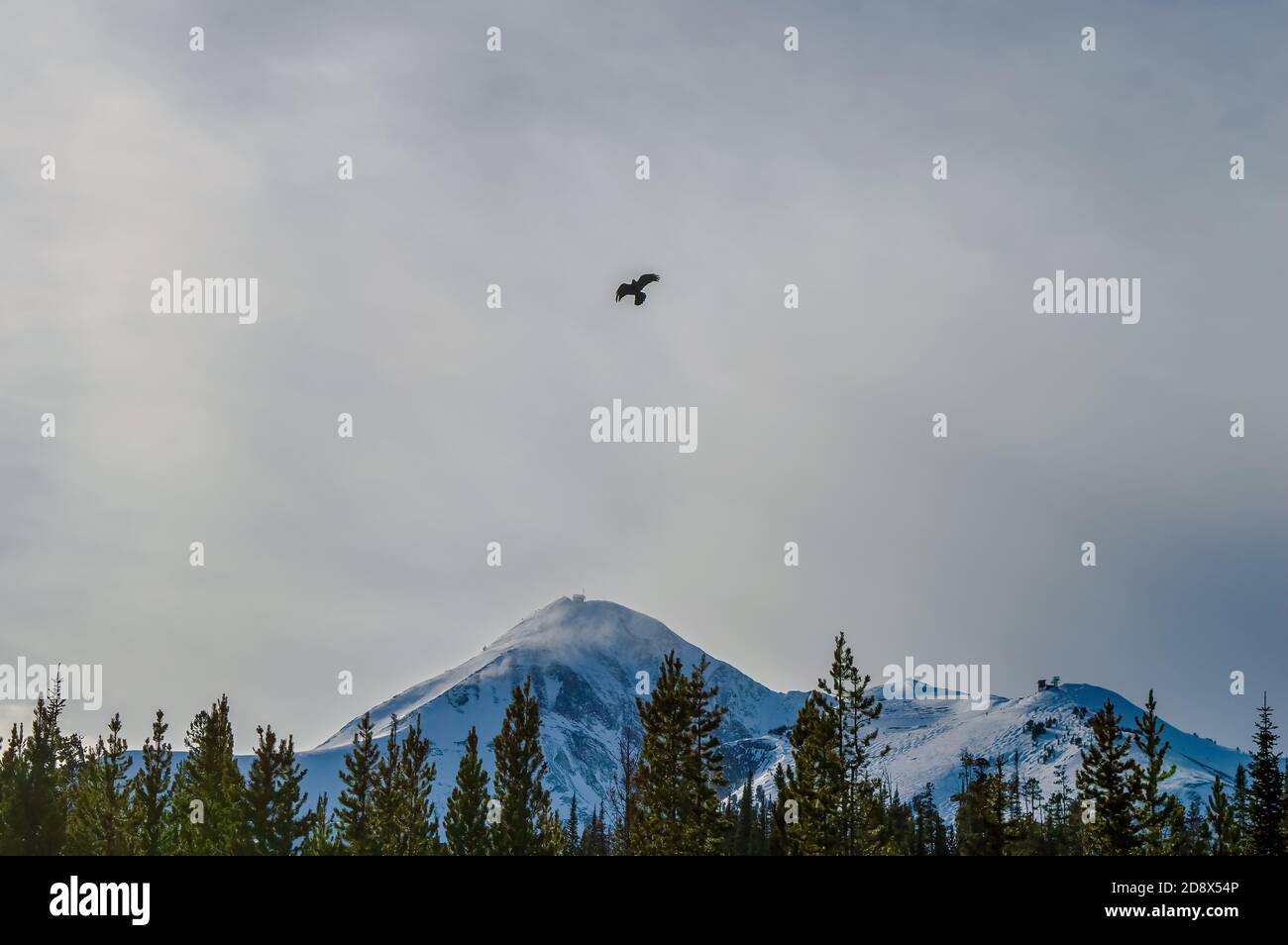Crow Over Snow Swept Lone Peak, Big Sky Montana Stock Photo