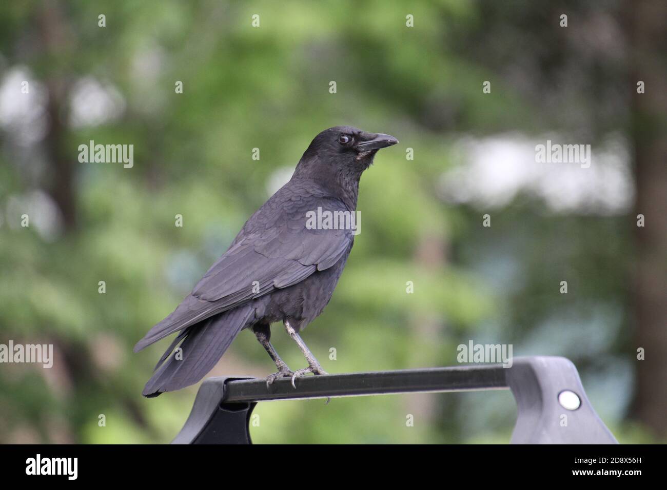 Crows Racks Roof racks hi-res stock photography and images - Alamy