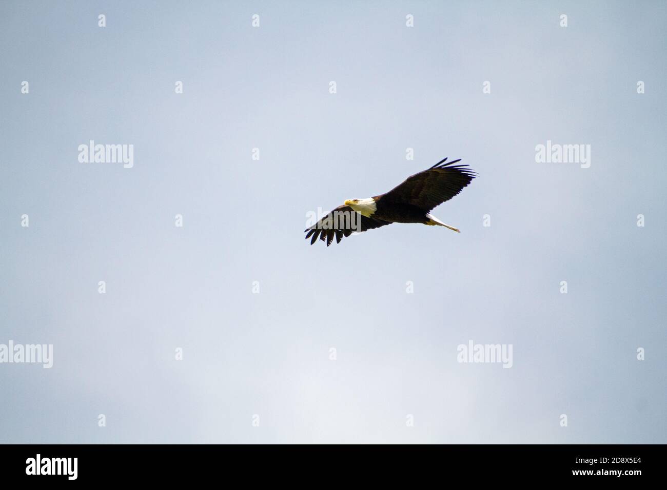 A bald eagle soaring in a clear blue sky Stock Photo - Alamy