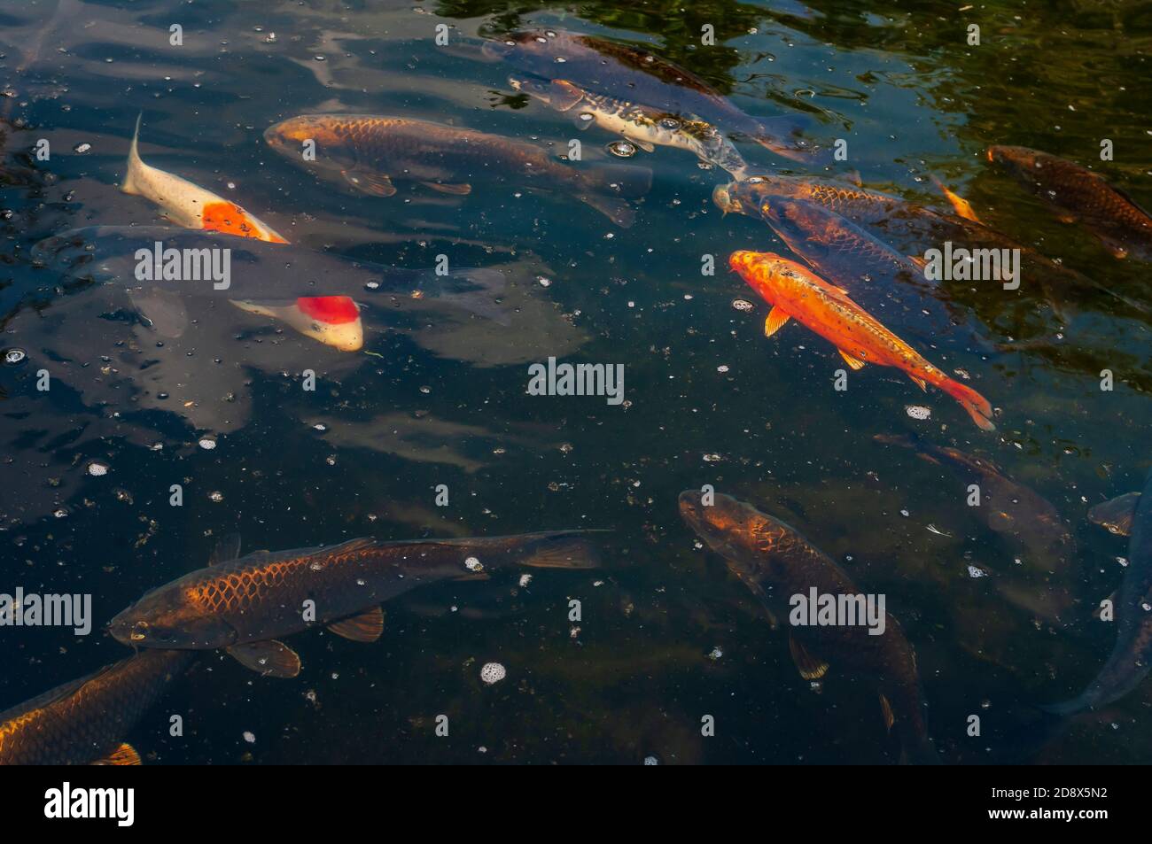 Brightly coloured Goldfish and other exotic fish swimming and shoaling in water, creating complex patterns, ripples, reflections and refractions. Stock Photo