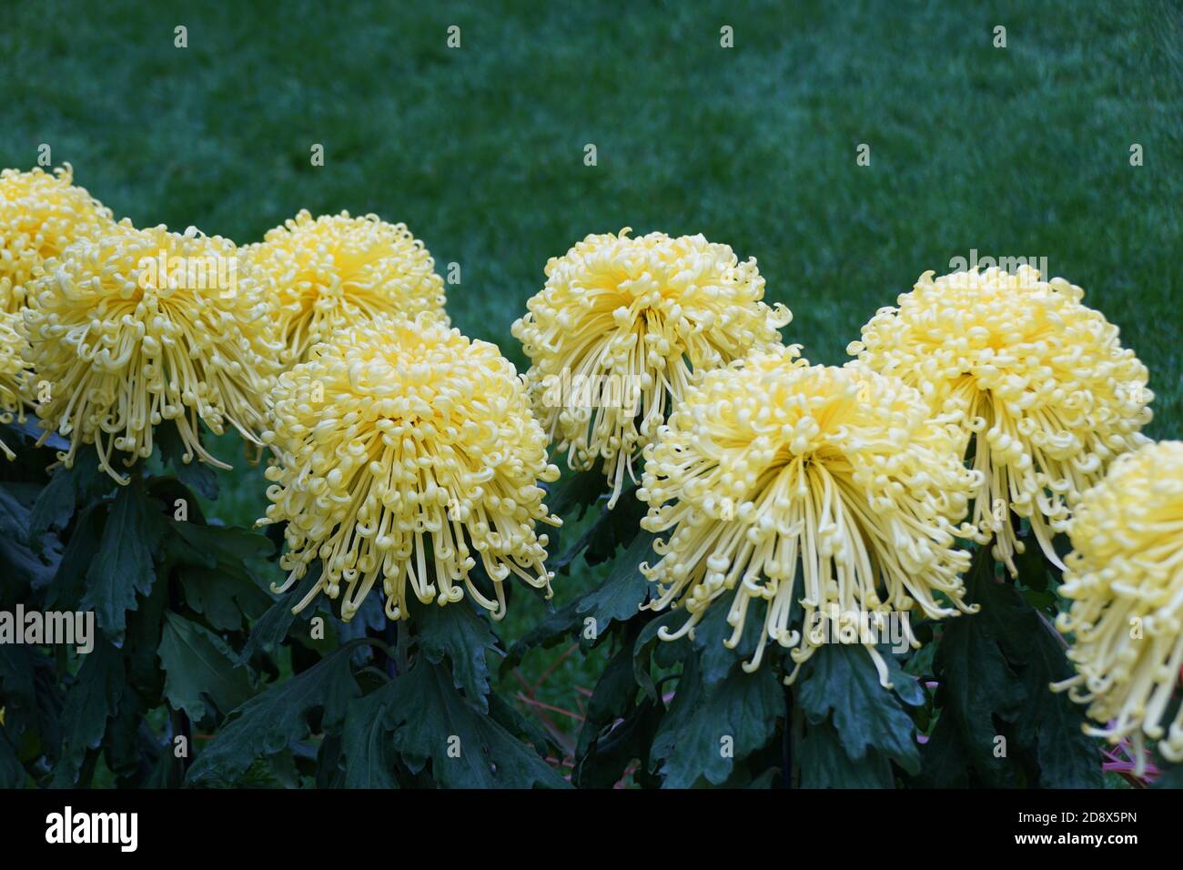 Light yellow color of spider mum 'Golden Splendour' Stock Photo Alamy