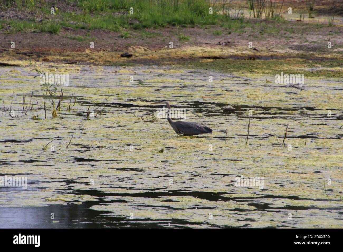 Ardea herodiaslake hi-res stock photography and images - Alamy