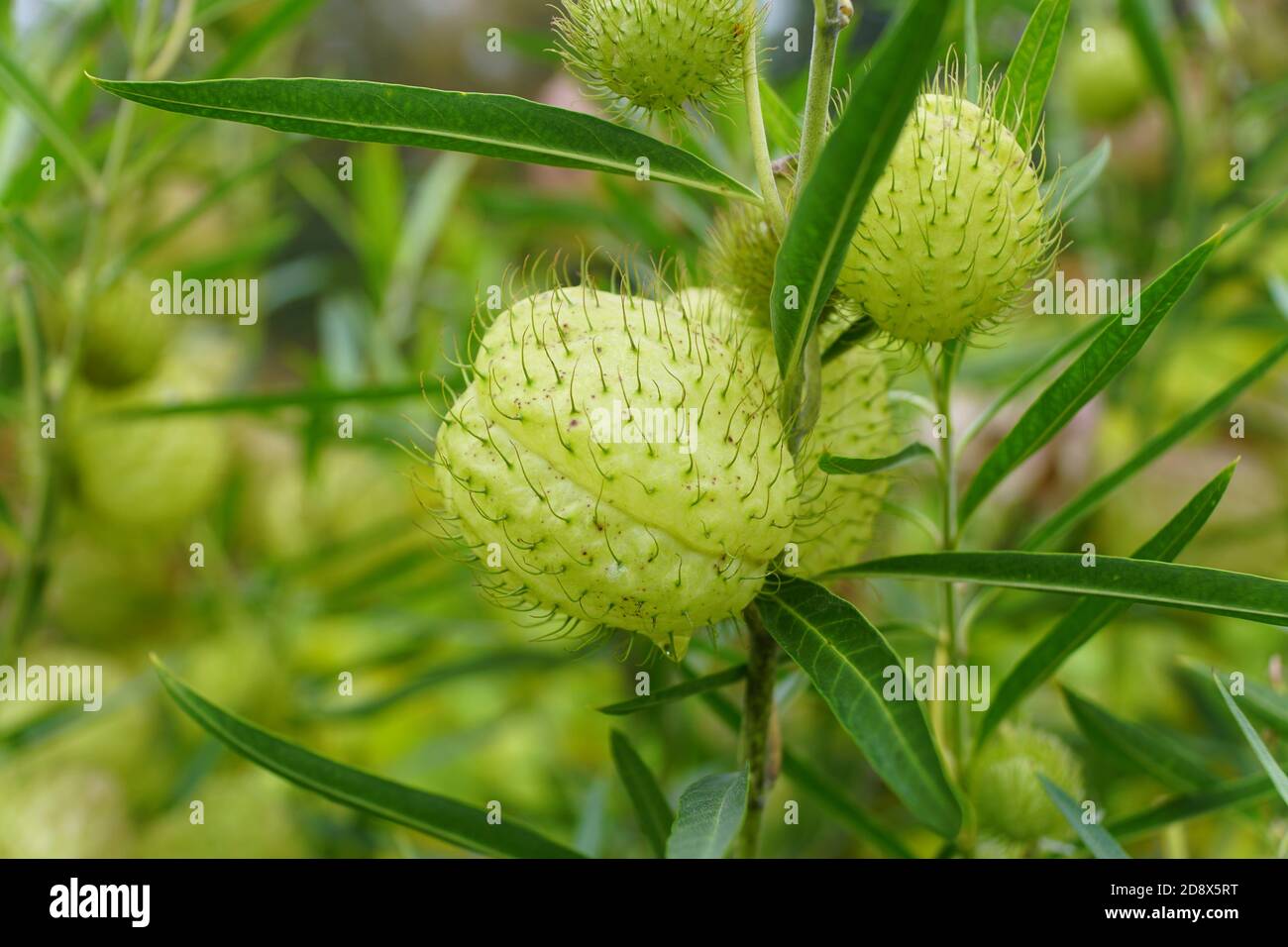 Close up of the Butterfly Milk Weed Balloon plant Stock Photo