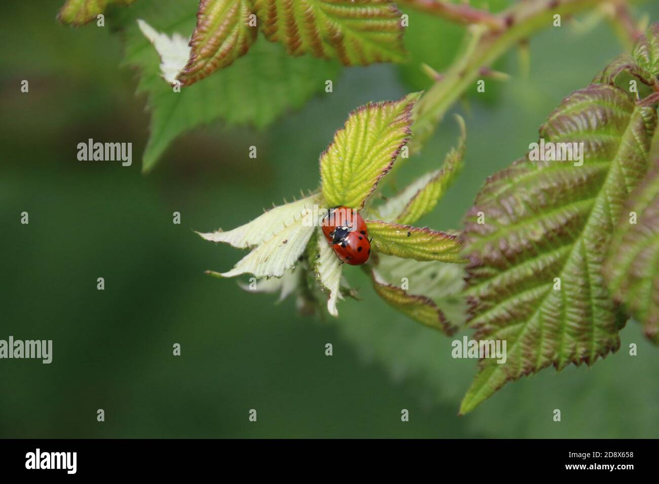 Two ladybugs on a plant with a green background Stock Photo - Alamy