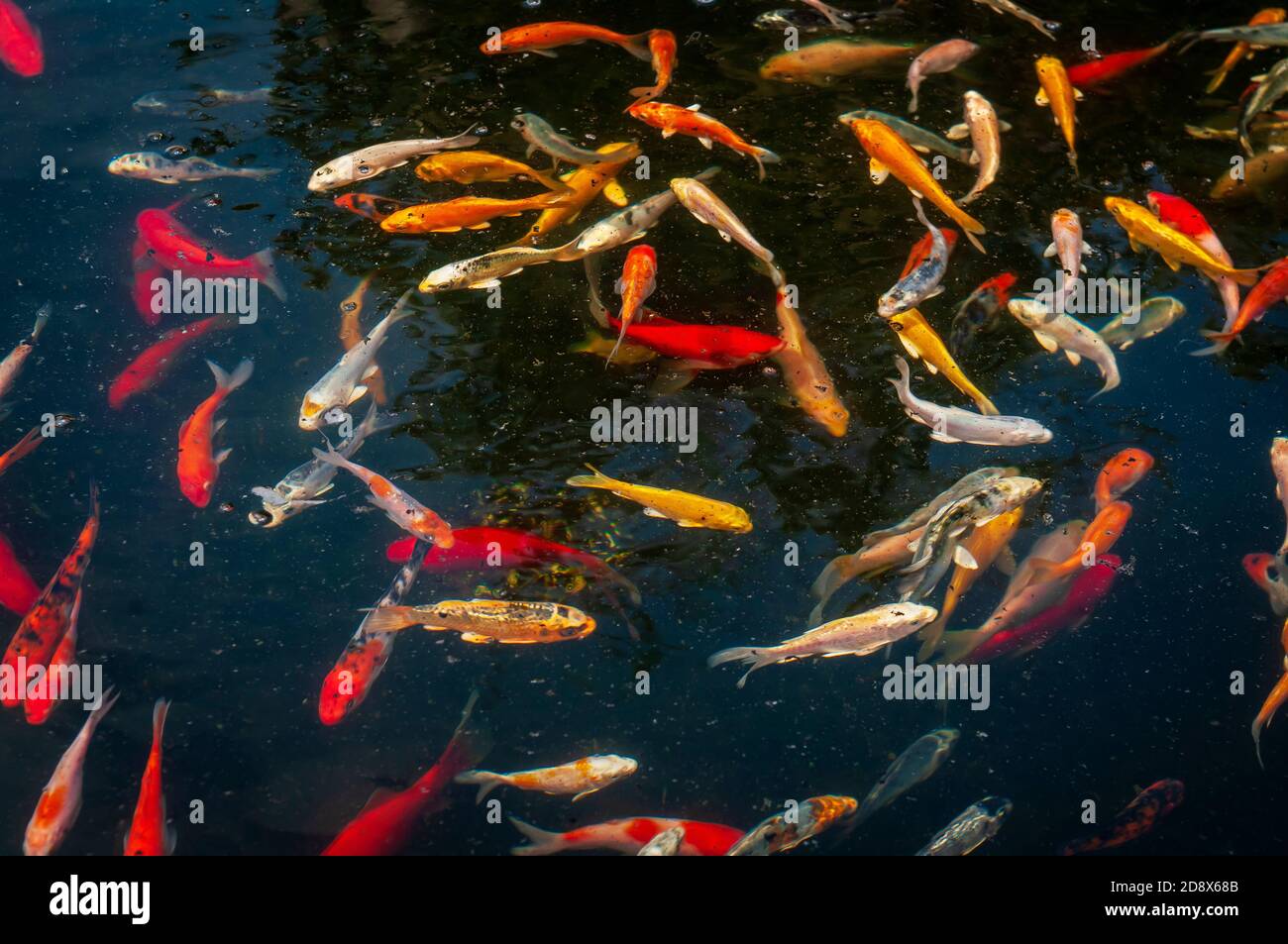Brightly coloured Goldfish and other exotic fish swimming and shoaling in water, creating complex patterns, ripples, reflections and refractions. Stock Photo