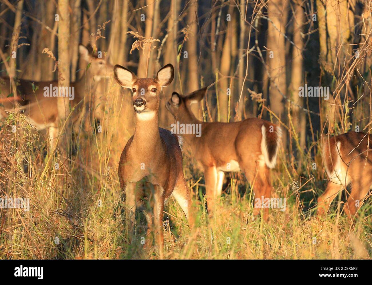 Deers into he forest in late afternoon, Boucherville Islands, Quebec, Canada Stock Photo