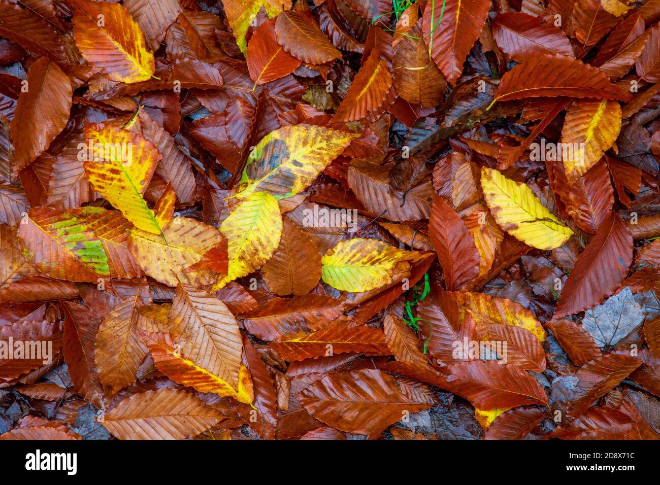 Fallen autumn leave on the foresatr floor in Pennsylvania's Pocono Mountsains, USA Stock Photo