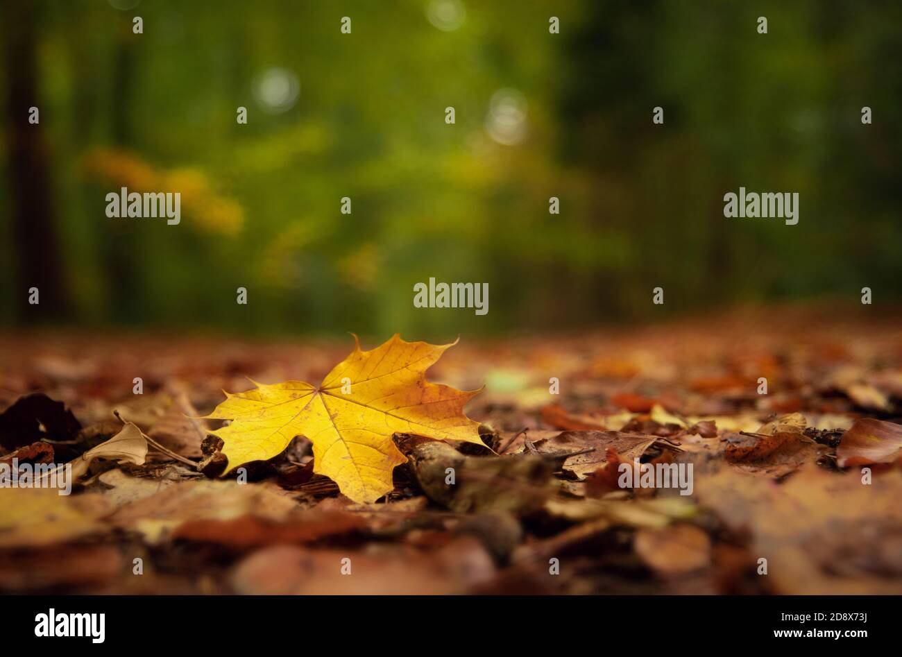 Closeup shot of a yellow maple leaf fallen on the ground Stock Photo ...