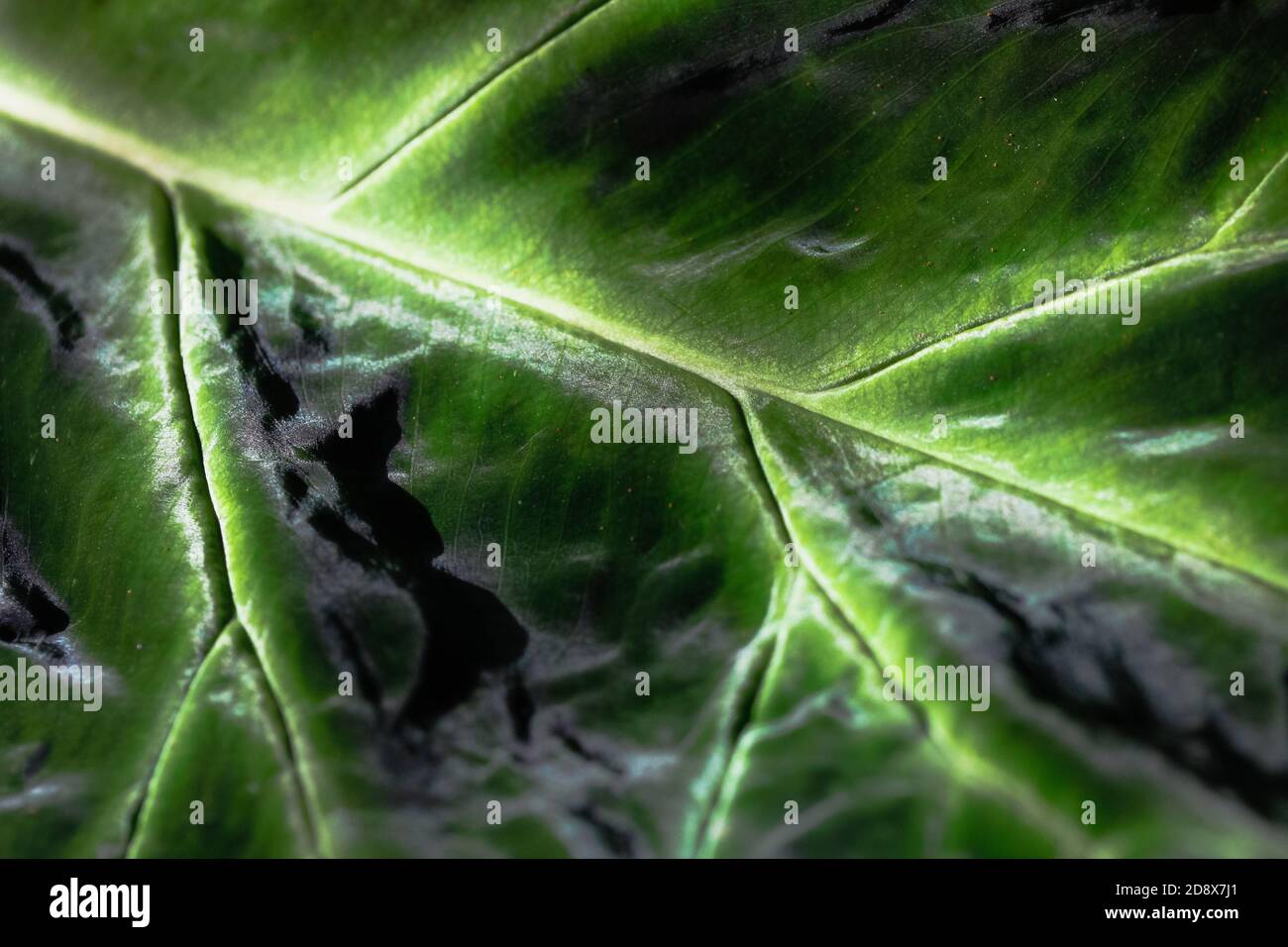 Leaves Ridges Leaf ridges hi-res stock photography and images - Alamy