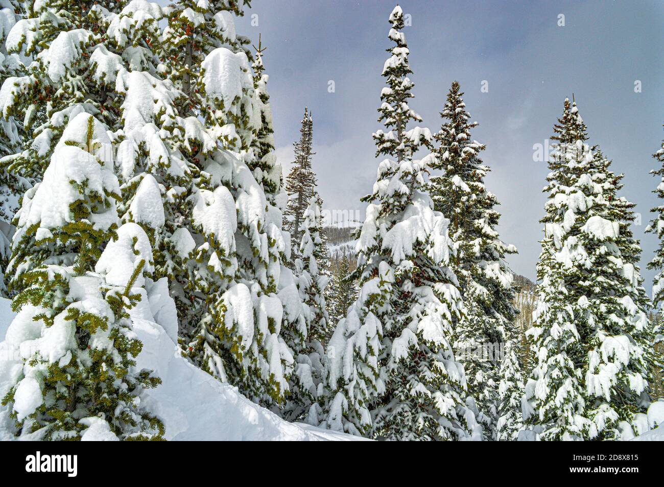 Snow Covered Pines In Utah Stock Photo