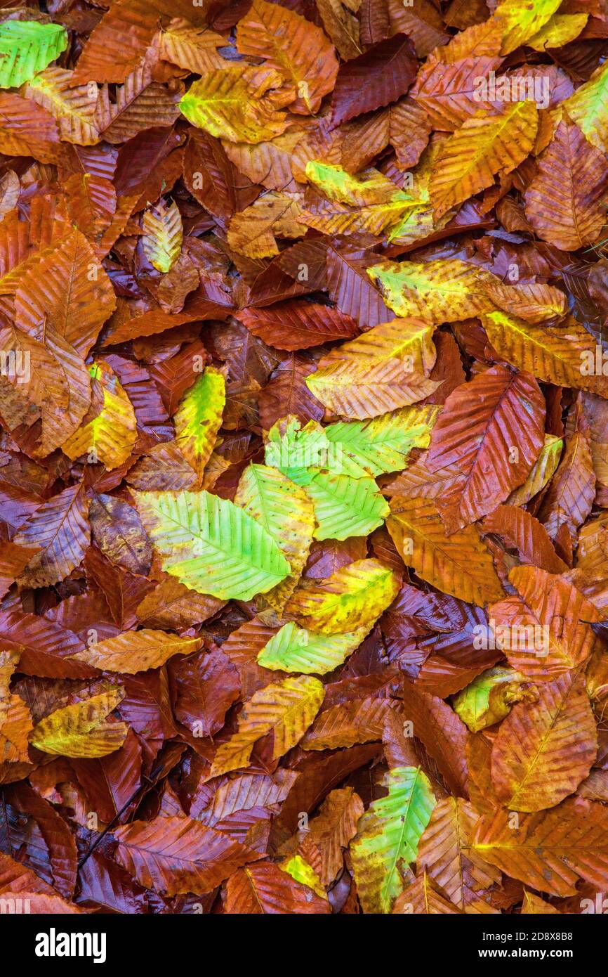 Fallen autumn leave on the foresatr floor in Pennsylvania's Pocono Mountsains, USA Stock Photo