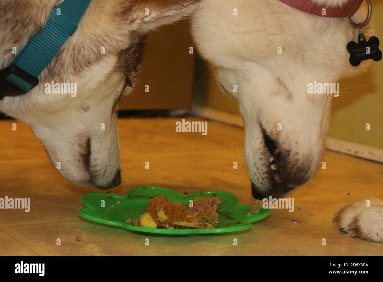 Eating off floor hires stock photography and images Alamy