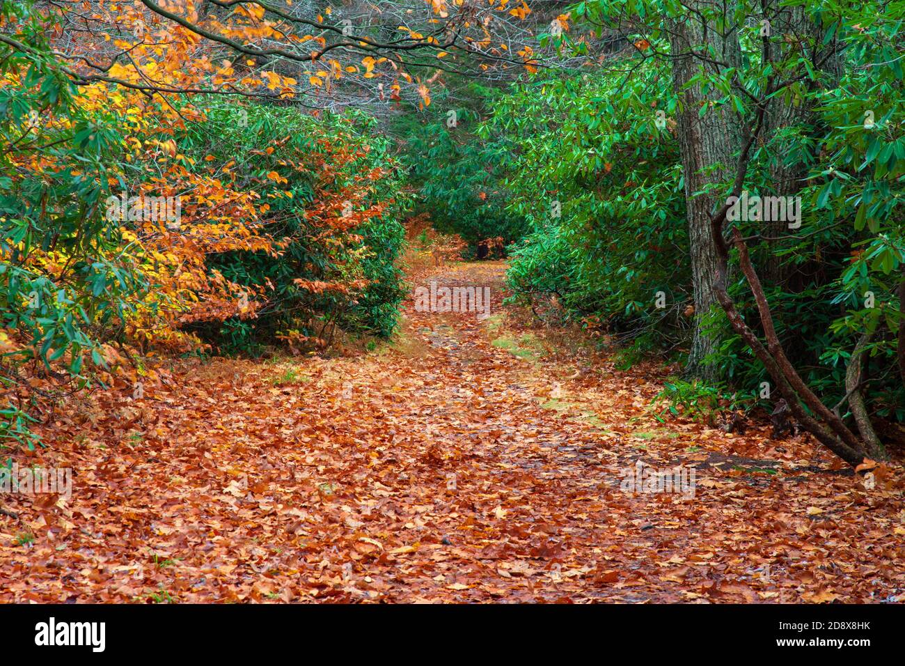Trail in an autumn forest at Promised Land State Park in Pennsylvania’s Pocono Mountains Stock Photo